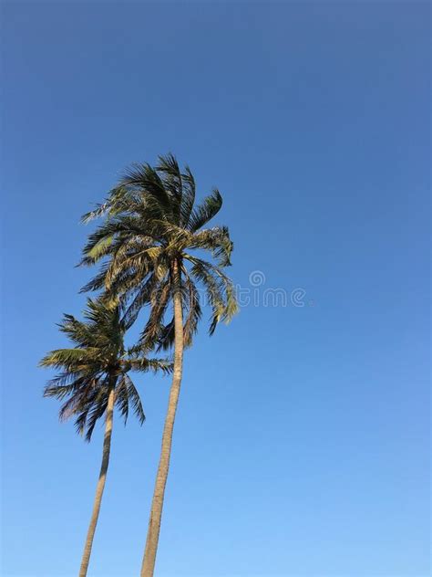 Two Coconut Trees Stock Photo Image Of Trees Coconut 116000982