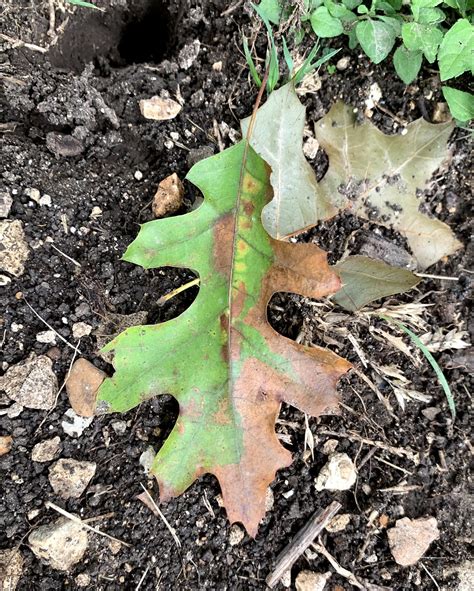 Oak Wilt Symptoms In Red Oaks Arborcare And Consulting