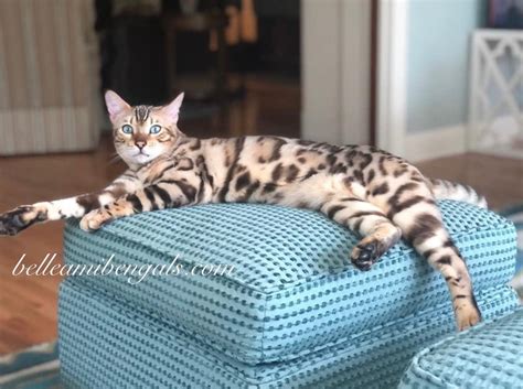 Buy Snow Bengal Cats And Kittens Belle Ami Bengals