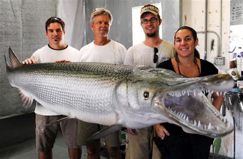 Massive 327 Pound Alligator Gar Measures Over 8 Feet Long Cflas