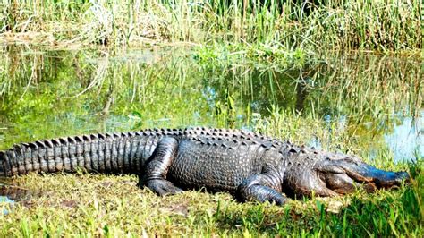 Woman Killed In Alligator Attack In South Carolina Abc News