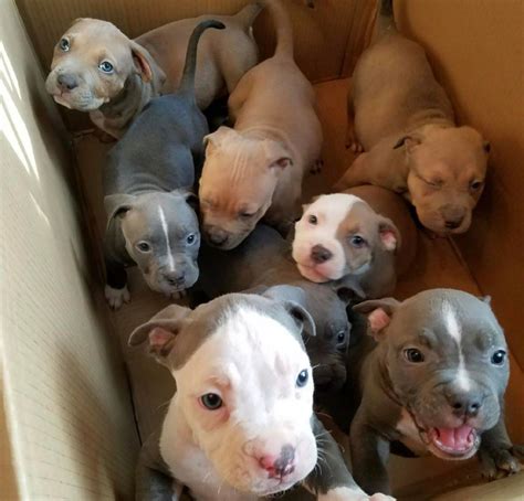 These include before you rush out and start searching for white pitbull puppies, make sure you research this breed thoroughly to find out whether it's right for you. Pin by Heather Neal on PIBBLES!!!! | Puppies, Cute animals, Cute baby animals