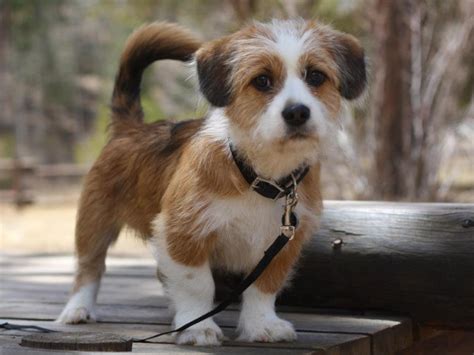 The Top 20 Mixed Dog Breeds In The World