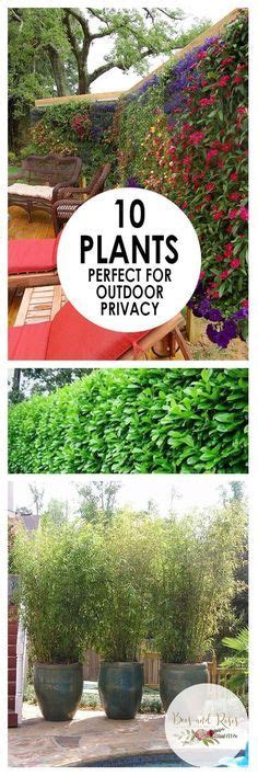 Outdoor Privacy Plants Landscaping Outdoor Living Beesandrosesblog
