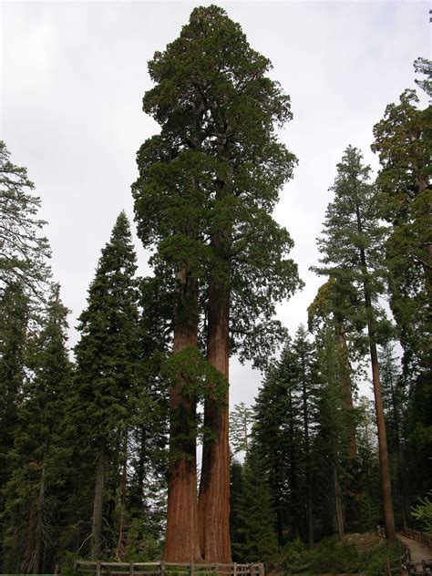 Gardening 101 Giant Sequoia Gardenista