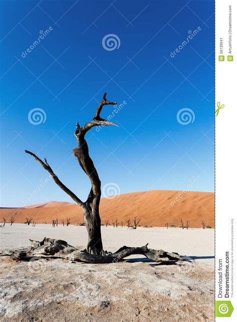 Beautiful Landscape Of Hidden Vlei In Namib Desert Stock Image Image