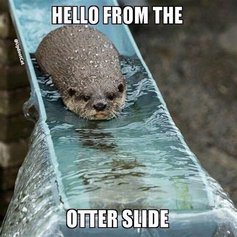 Otter Slide Julianne Mcpeters No Pin Limits Cute Animal Memes Animal