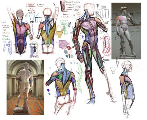 Новости Художественная анатомия Рисунок Анатомический рисунок