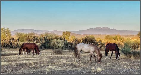 Peaceful Pasture Photograph By Barbara Zahno Fine Art America