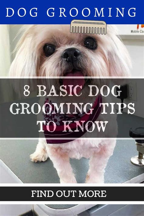 We'll get to know them for who they are and. Taking Care of Your Pet | Dog grooming tips