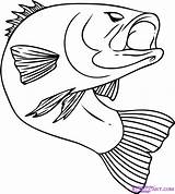 Fish Drawing Simple Draw Bass Library Clipart sketch template