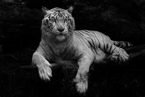 White Tiger National Geographic