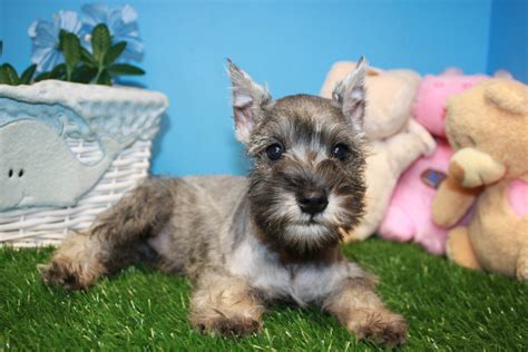 Rather, we breed and network with other reputable breeders to provide quality pug puppies. Miniature Schnauzer Puppies For Sale - Long Island Puppies