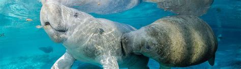 manatees manatee tales riset