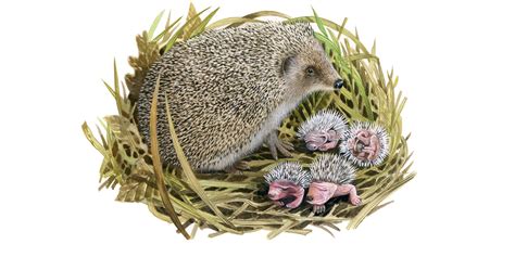 Hedgehog Hibernation And Breeding Calendar Ark Wildlife Uk Ark