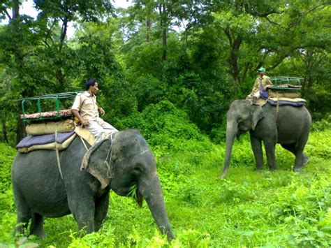 Jaldapara National Park West Bengal 2018 All You Need To Know