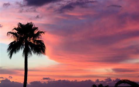 Sunset Sky Clouds Palm Trees Wallpaper 1920x1200 71501 Wallpaperup