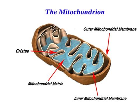 This is why mitochondria are essential for keeping cells alive. All About Mitochondria | LHSC