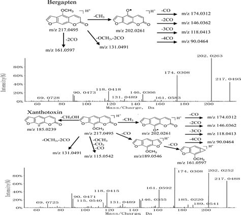 Msms Spectra And Fragmentation Pathways For Bergapten And Xanthotoxin