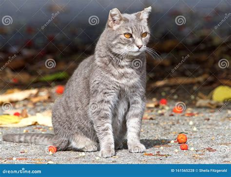 Feral Cat On A Farm Looking To Viewers Right Stock Photo Image Of