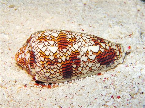 Cone Snail Venom Medical Uses And Potential Benefits Owlcation