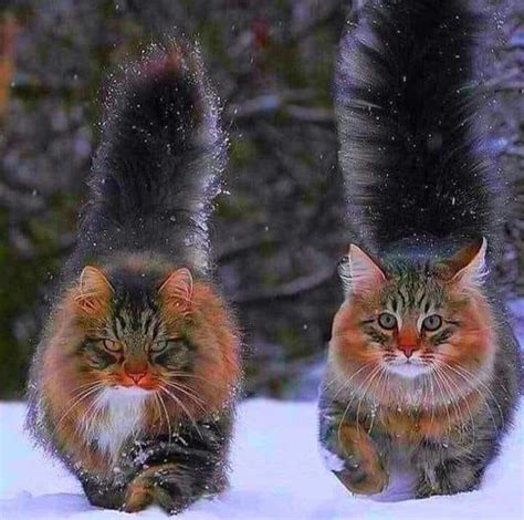 Pin By Carmella Mills On Pretty Cats Norwegian Forest Cat Pretty