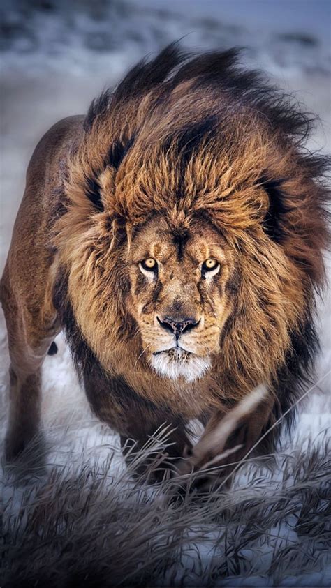 African Lion Pictures Free Download New Hd Wallpapers Download Grande