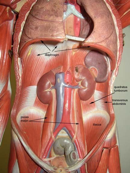 Which lies on the outside of the vaginal tunic, between the layers of spermatic fascia, and inserts on the the male intromittent organ, composed of vascular (erectile) tissue, smooth muscle, and striated muscle, as well as the urethra. Male Muscle Model