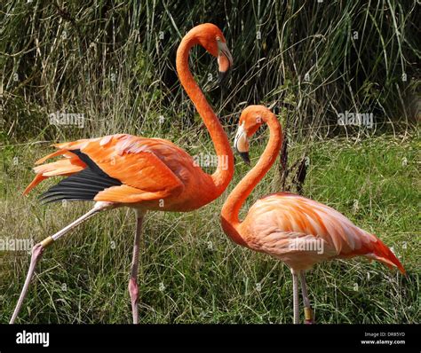 Flamingo On Grass Hi Res Stock Photography And Images Alamy