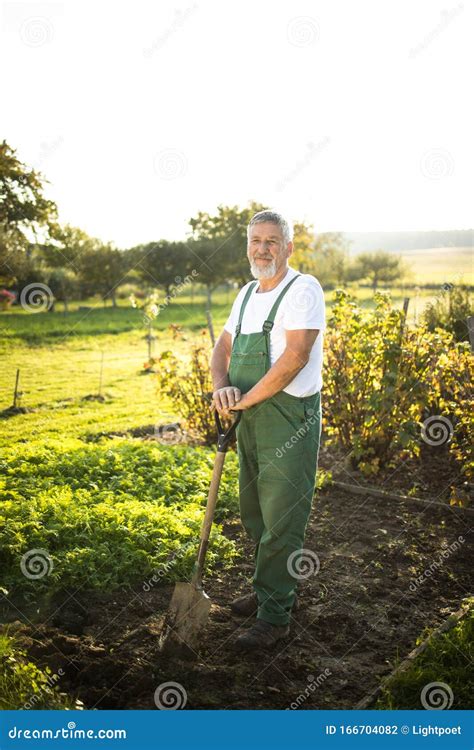 Senior Gardener Gardening In His Permaculture Garden Stock Photo