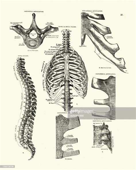Thorax Spinal Column Rib Cage Victorian Anatomical Drawing High Res