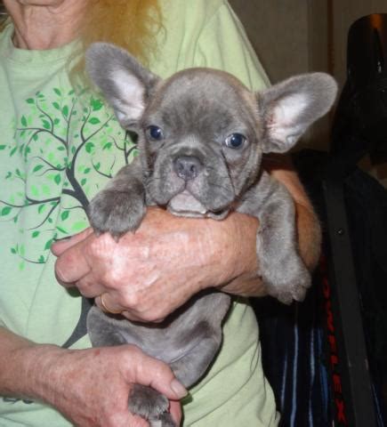 Find french bulldog in dogs & puppies for rehoming | 🐶 find dogs and puppies locally for sale or french bulldogs have a nature that is both humorous and mischievous. French Bulldog AKC. Reverse Blue Brindle Male for Sale in ...