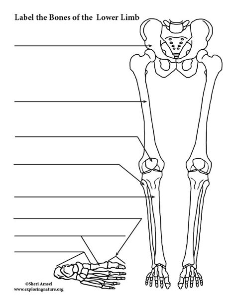 Lower Limb Bones Thigh Leg And Foot Labeling Page