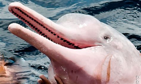 The One Of A Kind Peru Pink River Dolphins Ancient Summit Unique