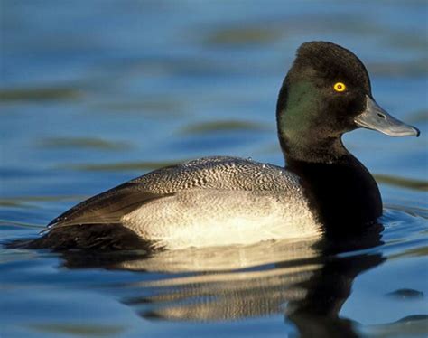 19 Best Bluebill Ducks Images On Pinterest Ducks Duck Hunting And