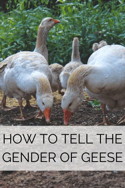 How To Tell The Gender Of Your Goose Or Gander Goose House Goose Geese Breeds