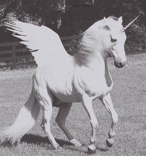 Pegasus Unicorn And Fairies Fantasy Creatures Horses