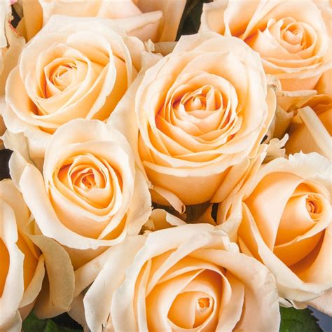 Bouquet Of 35 Roses Peach Avalanche Flowers Delivery To Kiev Camellia