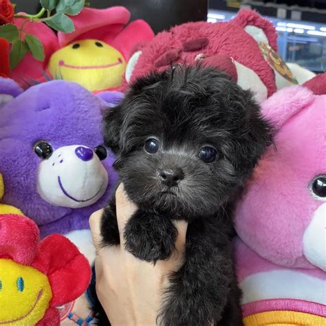 Black Toy Poodle Puppy For Sale Melbourne Pepecalderindesign