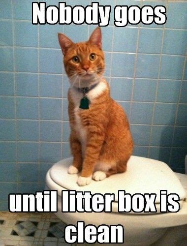 After getting the matted fur clean, i am now a cat owner. Kitties unite for clean litter boxes!!! | Cat memes clean, Funny cat pictures, Cat jokes
