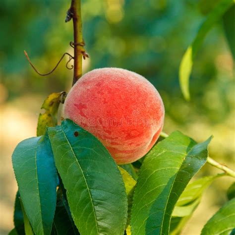 Ripe Peach Fruit On Tree Stock Photo Image Of Snack 60070576