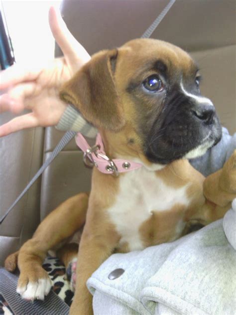Male boxer 7 weeks old, dew claws removed, vet checked, tail docked, socialized and ready for his new home. Boxer Puppies For Sale | Central Avenue, NJ #248991