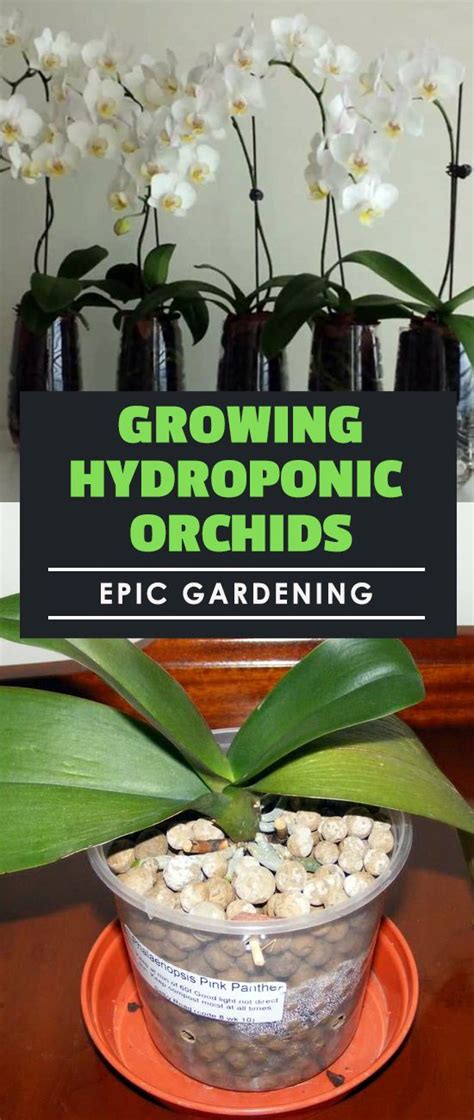 Growing Hydroponic Orchids Epic Gardening Hydroponic Growing