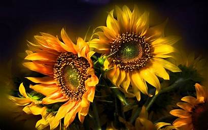 Sunflower Desktop Whimsical Butterfly Wallpapers Definition Backgrounds