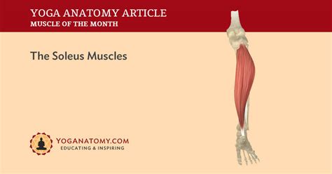 The Soleus Muscles Location Attachments And Actions