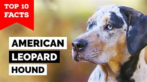 American Leopard Hound Top 10 Facts Youtube