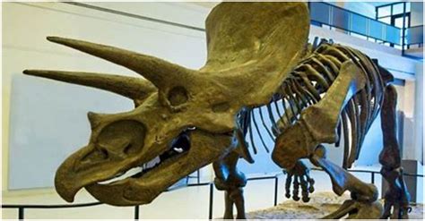 Triceratops Facts About The Three Horned Dinosaur 2000 Daily