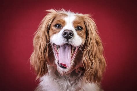 Rolf Flor Photography Photography Spaniel Dogs