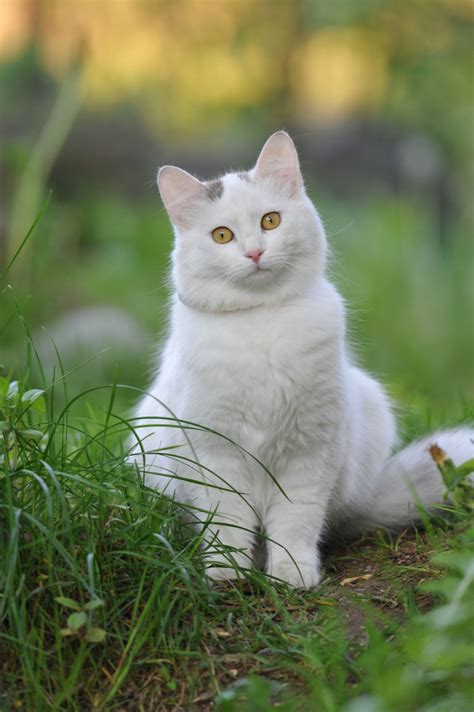 White Cat Pics Of Cute Cats Cute Cats Beautiful Cats