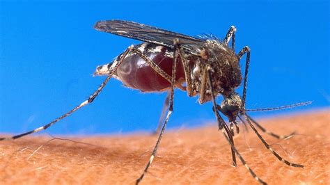 Comment Controlling Mosquito Sex Lives Is One Way To Fight Malaria Sbs News